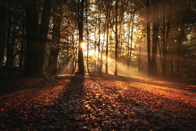 Autumn woods